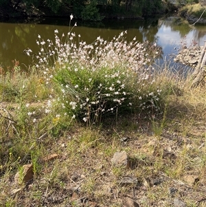 Oenothera lindheimeri at Weston, ACT - 1 Jan 2025