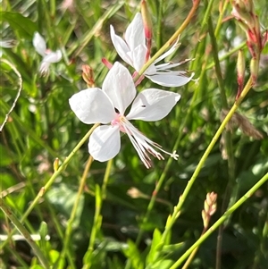 Oenothera lindheimeri at Weston, ACT - 1 Jan 2025