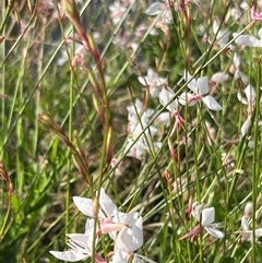 Oenothera lindheimeri at Weston, ACT - 1 Jan 2025