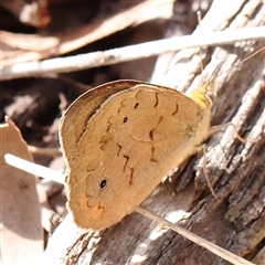 Heteronympha merope (Common Brown Butterfly) at Jerrawa, NSW - 27 Dec 2024 by ConBoekel