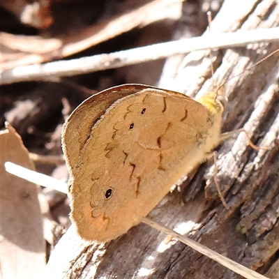 Heteronympha merope (Common Brown Butterfly) at Jerrawa, NSW - 28 Dec 2024 by ConBoekel
