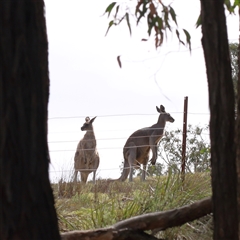 Macropus giganteus (Eastern Grey Kangaroo) at Jerrawa, NSW - 27 Dec 2024 by ConBoekel