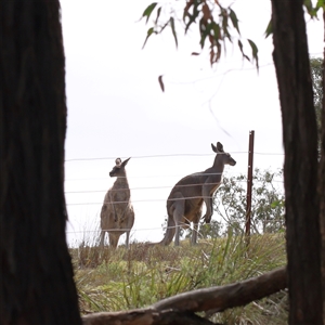 Macropus giganteus at Jerrawa, NSW - 28 Dec 2024 10:02 AM