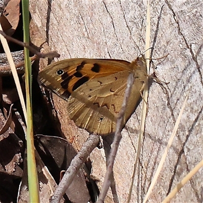 Heteronympha merope (Common Brown Butterfly) at Jerrawa, NSW - 28 Dec 2024 by ConBoekel