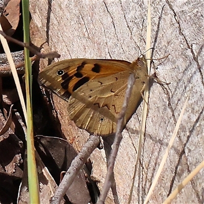 Heteronympha merope (Common Brown Butterfly) at Jerrawa, NSW - 27 Dec 2024 by ConBoekel