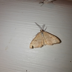 Scopula rubraria (Reddish Wave, Plantain Moth) at Goulburn, NSW - 30 Dec 2024 by glbn1