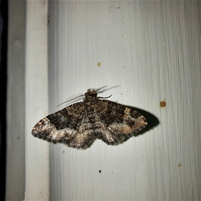 Chloroclystis metallospora (Geometer moth) at Goulburn, NSW - 30 Dec 2024 by glbn1