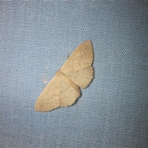 Scopula liotis at Goulburn, NSW - 30 Dec 2024 10:28 PM