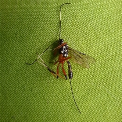 Ichneumonidae (family) (Unidentified ichneumon wasp) at Goulburn, NSW - 31 Dec 2024 by glbn1