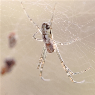 Unidentified Spider at Jerrawa, NSW - 27 Dec 2024 by ConBoekel