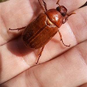 Melolonthinae sp. (subfamily) at Goulburn, NSW - 1 Jan 2025