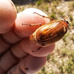 Melolonthinae sp. (subfamily) at Goulburn, NSW - 1 Jan 2025