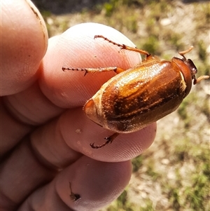 Melolonthinae sp. (subfamily) at Goulburn, NSW - 1 Jan 2025