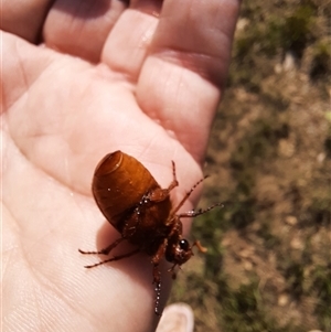 Melolonthinae sp. (subfamily) at Goulburn, NSW - 1 Jan 2025