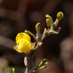 Hibbertia obtusifolia (Grey Guinea-flower) at Jerrawa, NSW - 28 Dec 2024 by ConBoekel
