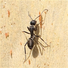 Camponotus sp. (genus) (A sugar ant) at Jerrawa, NSW - 28 Dec 2024 by ConBoekel