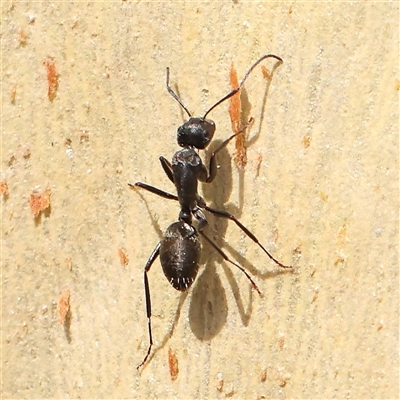 Camponotus sp. (genus) (A sugar ant) at Jerrawa, NSW - 28 Dec 2024 by ConBoekel