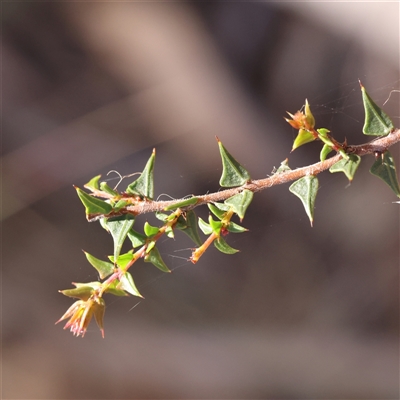 Acacia gunnii (Ploughshare Wattle) at Jerrawa, NSW - 28 Dec 2024 by ConBoekel