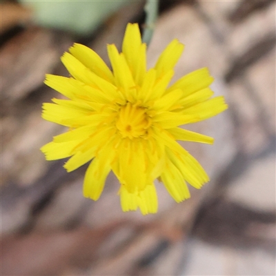 Hypochaeris radicata (Cat's Ear, Flatweed) at Jerrawa, NSW - 27 Dec 2024 by ConBoekel