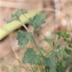 Veronica plebeia (Trailing Speedwell, Creeping Speedwell) at Jerrawa, NSW - 27 Dec 2024 by ConBoekel