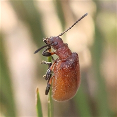 Ecnolagria grandis (Honeybrown beetle) at Jerrawa, NSW - 27 Dec 2024 by ConBoekel