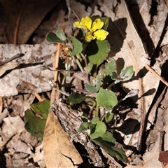 Goodenia hederacea subsp. hederacea (Ivy Goodenia, Forest Goodenia) at Jerrawa, NSW - 28 Dec 2024 by ConBoekel