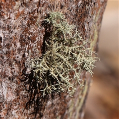 Usnea sp. (genus) (Bearded lichen) at Jerrawa, NSW - 27 Dec 2024 by ConBoekel