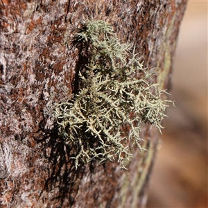 Usnea sp. (genus) at Jerrawa, NSW - 28 Dec 2024