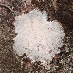 Unverified Lichen at Jerrawa, NSW - 28 Dec 2024 by ConBoekel