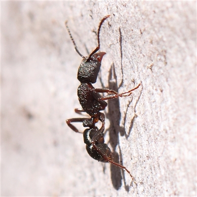Rhytidoponera tasmaniensis at Jerrawa, NSW - 28 Dec 2024 by ConBoekel