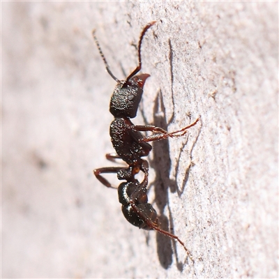 Rhytidoponera tasmaniensis at Jerrawa, NSW - 27 Dec 2024 by ConBoekel