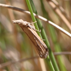 Faveria tritalis (Couchgrass Webworm) at Jerrawa, NSW - 28 Dec 2024 by ConBoekel