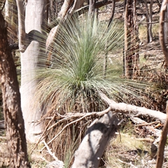 Xanthorrhoea glauca subsp. angustifolia (Grey Grass-tree) at Jerrawa, NSW - 27 Dec 2024 by ConBoekel