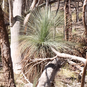 Xanthorrhoea glauca subsp. angustifolia at Jerrawa, NSW - suppressed