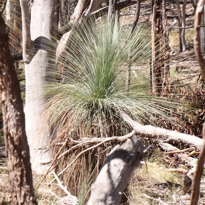 Xanthorrhoea glauca subsp. angustifolia (Grey Grass-tree) at Jerrawa, NSW - 28 Dec 2024 by ConBoekel