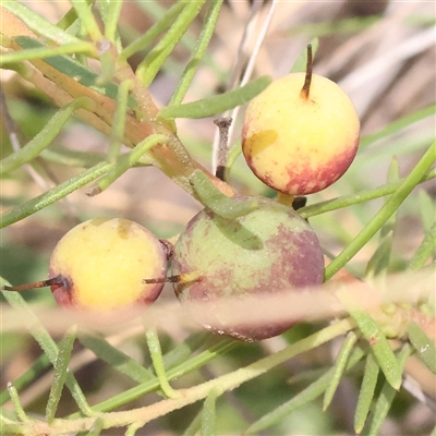Persoonia chamaepeuce (Dwarf Geebung) at Jerrawa, NSW - 28 Dec 2024 by ConBoekel