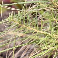 Persoonia chamaepeuce at Jerrawa, NSW - 28 Dec 2024 10:58 AM