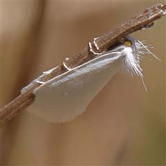 Tipanaea patulella (A Crambid moth) at Jerrawa, NSW - 28 Dec 2024 by ConBoekel