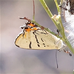 Jalmenus evagoras (Imperial Hairstreak) at Jerrawa, NSW - 28 Dec 2024 by ConBoekel