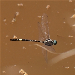 Parasynthemis regina (Royal Tigertail) at Jerrawa, NSW - 28 Dec 2024 by ConBoekel
