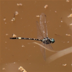 Unidentified Dragonfly (Anisoptera) at Jerrawa, NSW - 28 Dec 2024 by ConBoekel