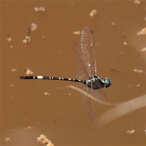 Parasynthemis regina at Jerrawa, NSW - 28 Dec 2024