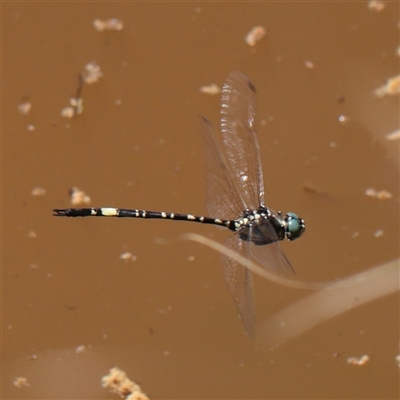 Parasynthemis regina (Royal Tigertail) at Jerrawa, NSW - 28 Dec 2024 by ConBoekel