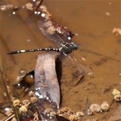 Parasynthemis regina at Jerrawa, NSW - 28 Dec 2024