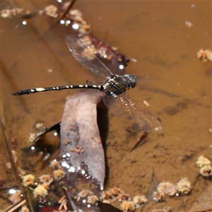 Parasynthemis regina at Jerrawa, NSW - 28 Dec 2024 11:40 AM