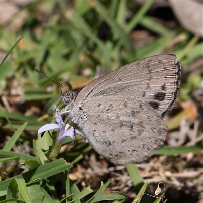 Erina hyacinthina (Varied Dusky-blue) at Jerrawa, NSW - 28 Dec 2024 by ConBoekel