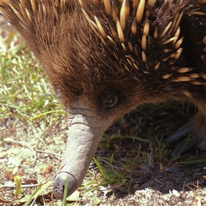 Tachyglossus aculeatus at Jerrawa, NSW - 28 Dec 2024 11:50 AM