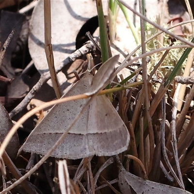 Epidesmia hypenaria (Long-nosed Epidesmia) at Jerrawa, NSW - 28 Dec 2024 by ConBoekel