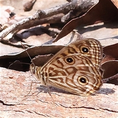 Geitoneura acantha (Ringed Xenica) at Jerrawa, NSW - 28 Dec 2024 by ConBoekel