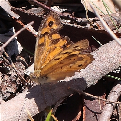 Heteronympha merope (Common Brown Butterfly) at Jerrawa, NSW - 28 Dec 2024 by ConBoekel